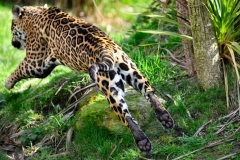 Chester_Zoo_7_0747