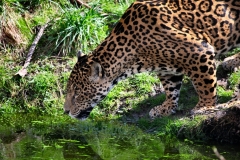 Chester_Zoo_7_0783