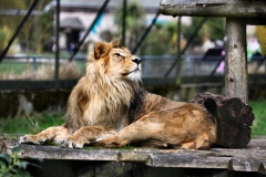 Chester_Zoo_7_1569