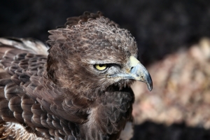 2010-04-13---Gauntlet-Birds-Of-Prey