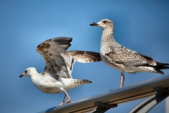 Blackpool_0534