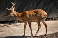 ChesterZoo8_0024