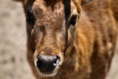 ChesterZoo8_0080