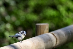 ChesterZoo8_0099