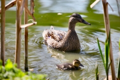 ChesterZoo8_0206