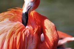 ChesterZoo8_0289