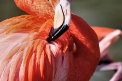 ChesterZoo8_0295