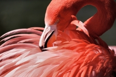 ChesterZoo8_0386