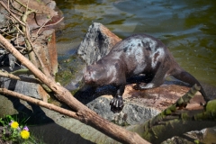 ChesterZoo8_0418