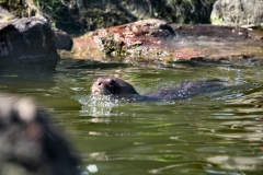 ChesterZoo8_0437