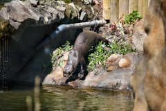 ChesterZoo8_0464