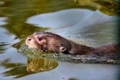 ChesterZoo8_0568