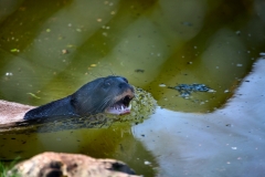 ChesterZoo8_0627