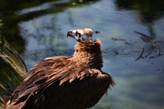 ChesterZoo8_0660