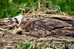 ChesterZoo8_0669
