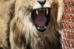 ChesterZoo8_0746