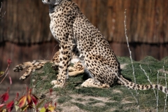 ChesterZoo8_0869