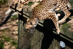 ChesterZoo8_0921