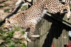ChesterZoo8_0922