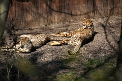 ChesterZoo8_0973