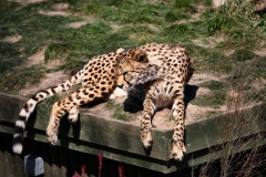 ChesterZoo8_1028
