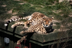 ChesterZoo8_1095