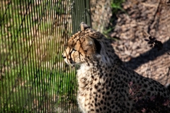 ChesterZoo8_1110
