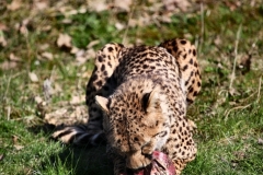ChesterZoo8_1181