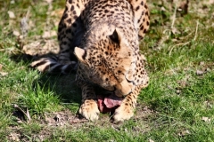 ChesterZoo8_1235