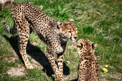 ChesterZoo8_1292