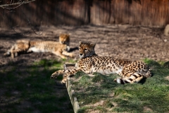 ChesterZoo8_1314