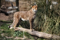 ChesterZoo8_1362