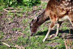 ChesterZoo8_1424