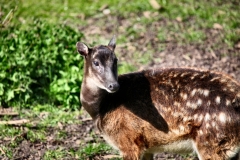 ChesterZoo8_1436