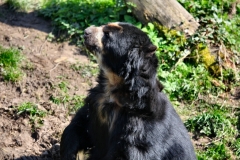 ChesterZoo8_1470