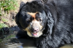 ChesterZoo8_1528