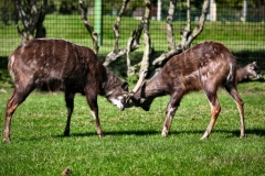 ChesterZoo8_1779