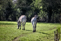 ChesterZoo8_1848