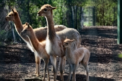 ChesterZoo8_2141