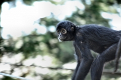 ChesterZoo8_2234