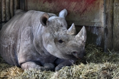 ChesterZoo8_2423