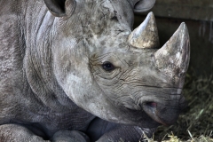 ChesterZoo8_2432