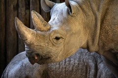 ChesterZoo8_2498