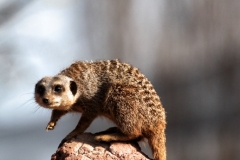 ChesterZoo8_2725