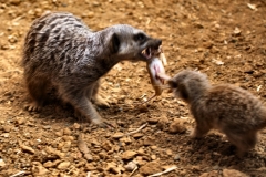 ChesterZoo8_2952
