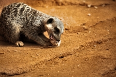 ChesterZoo8_3016