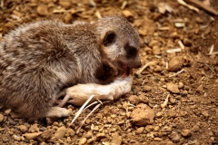 ChesterZoo8_3114