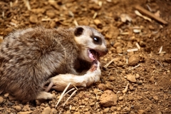 ChesterZoo8_3132