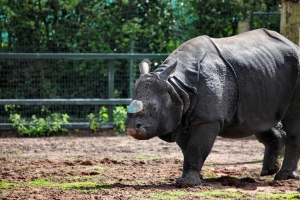 2010-05-01---Chester-Zoo-9