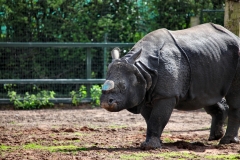 ChesterZoo9_0040